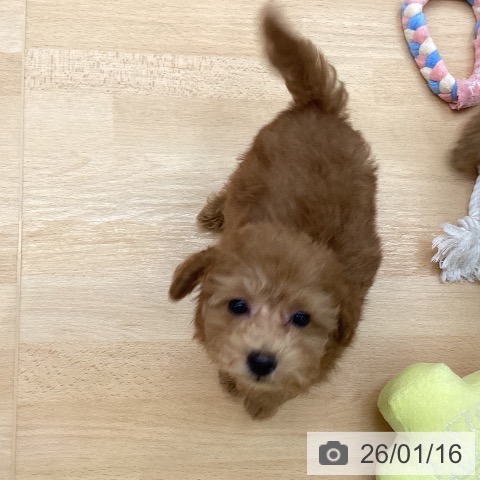 トイ・プードルの写真