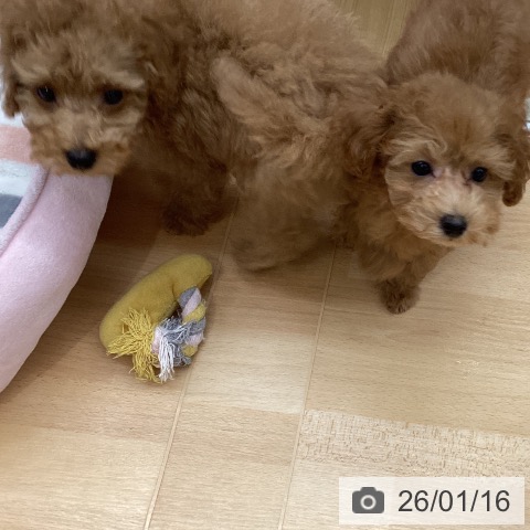 埼玉県のトイプードル(トイ) (ペットプラス 浦和美園店/2025年11月5日生まれ/女の子/アプリコット)の子犬の4枚目の画像