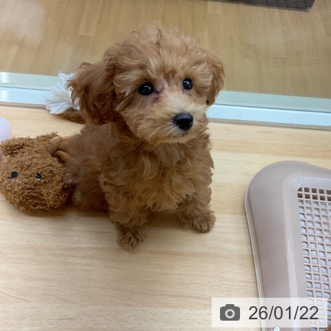 埼玉県のトイプードル(トイ) (ペットプラス 浦和美園店/2025年11月5日生まれ/女の子/アプリコット)の子犬の3枚目の画像