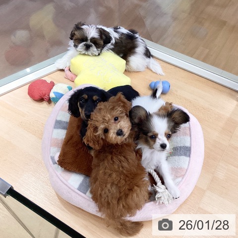 埼玉県のトイプードル(トイ) (ペットプラス 浦和美園店/2025年11月5日生まれ/女の子/アプリコット)の子犬の3枚目の画像