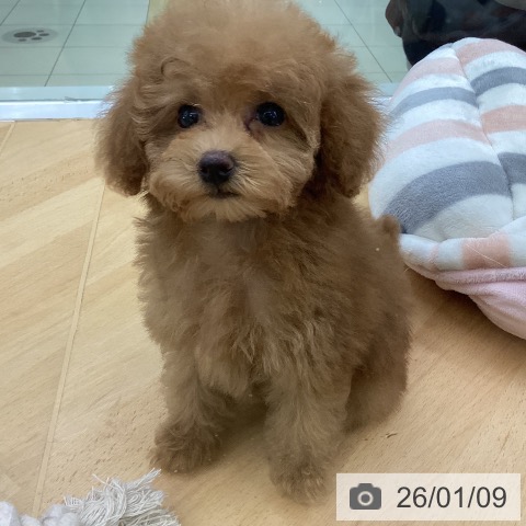 埼玉県のトイプードル(トイ) (ペットプラス 羽生店/2025年11月5日生まれ/女の子/アプリコット)の子犬の4枚目の画像