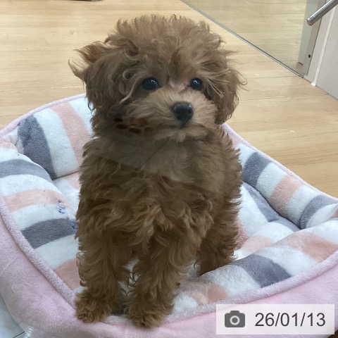 埼玉県のトイプードル(トイ) (ペットプラス 羽生店/2025年11月5日生まれ/女の子/アプリコット)の子犬の3枚目の画像