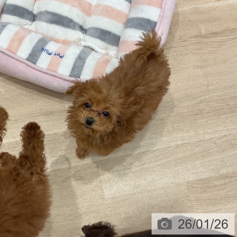 群馬県のトイプードル(トイ) (ペットプラス イオンモール太田店/2025年11月5日生まれ/女の子/アプリコット)の子犬の4枚目の画像