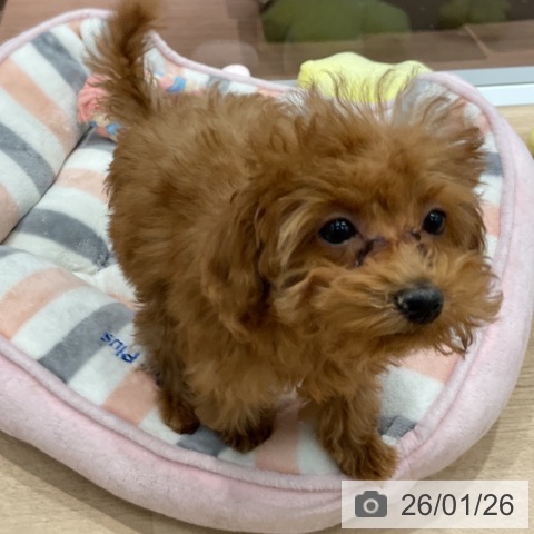 群馬県のトイプードル(トイ) (ペットプラス イオンモール太田店/2025年11月5日生まれ/女の子/アプリコット)の子犬の3枚目の画像