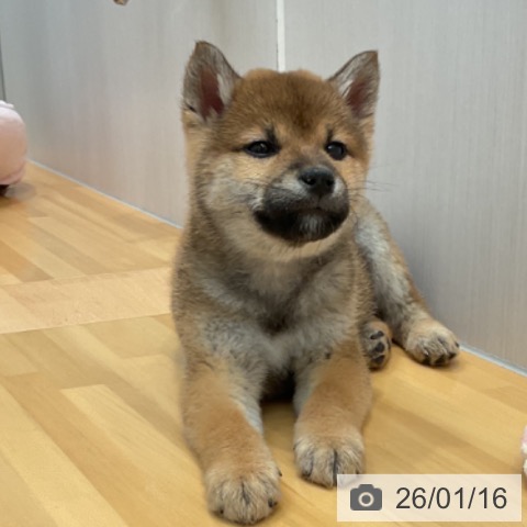 山形県の柴犬(標準サイズ) (ペットプラス 天童店/2025年11月10日生まれ/男の子/赤)の子犬の4枚目の画像