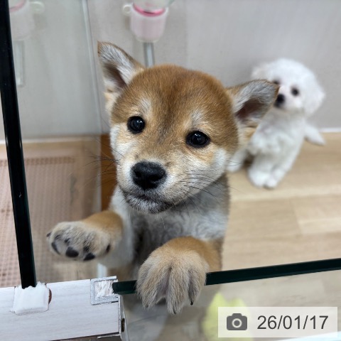 柴の写真