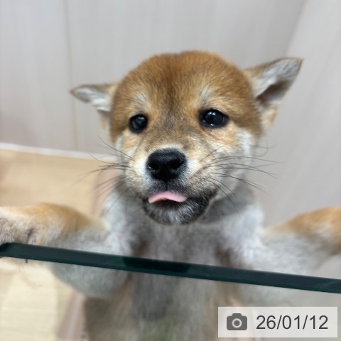 千葉県の柴犬(標準サイズ) (ペットプラス 木更津店/2025年11月10日生まれ/男の子/赤)の子犬の4枚目の画像