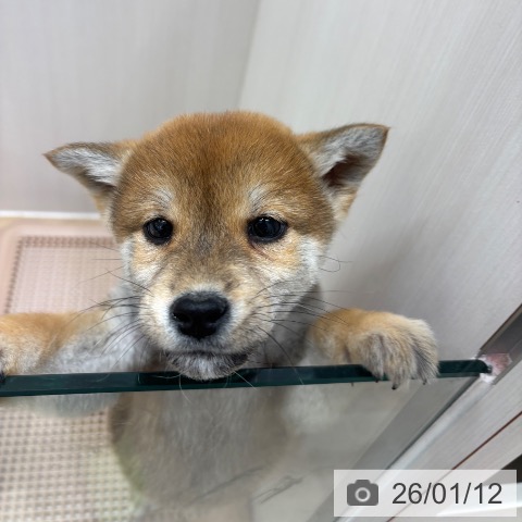 千葉県の柴犬(標準サイズ) (ペットプラス 木更津店/2025年11月10日生まれ/男の子/赤)の子犬の3枚目の画像