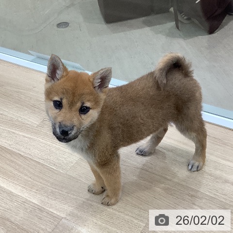 東京都の柴犬(標準サイズ) (ペットプラス 日の出店/2025年11月10日生まれ/女の子/赤)の子犬の4枚目の画像