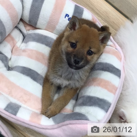 東京都の柴犬(標準サイズ) (ペットプラス 日の出店/2025年11月10日生まれ/女の子/赤)の子犬の3枚目の画像