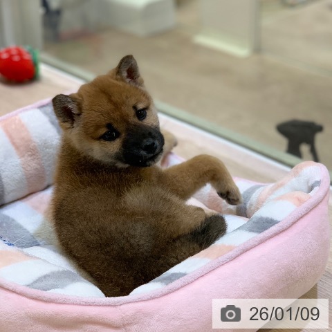 千葉県の柴犬(標準サイズ) (ペットプラス 幕張新都心店/2025年11月10日生まれ/女の子/赤)の子犬の4枚目の画像