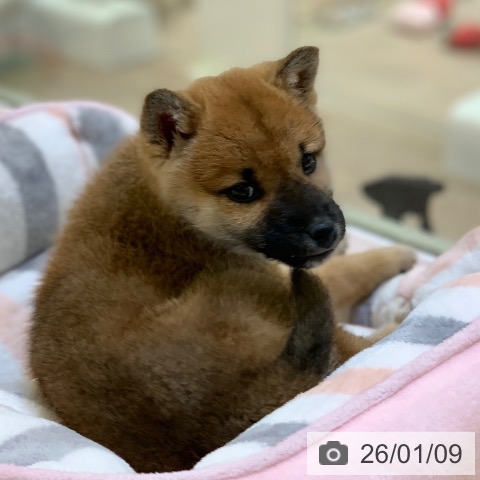 千葉県の柴犬(標準サイズ) (ペットプラス 幕張新都心店/2025年11月10日生まれ/女の子/赤)の子犬の3枚目の画像