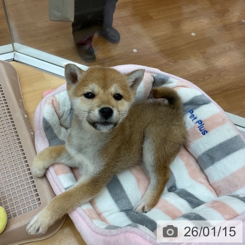 千葉県の柴犬(標準サイズ) (ペットプラス 八千代緑が丘店/2025年11月10日生まれ/女の子/赤)の子犬の4枚目の画像