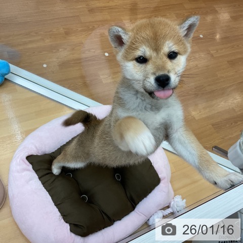 千葉県の柴犬(標準サイズ) (ペットプラス 八千代緑が丘店/2025年11月10日生まれ/女の子/赤)の子犬の3枚目の画像