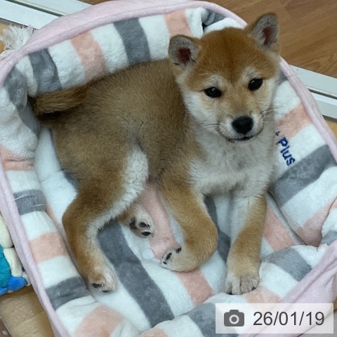 千葉県の柴犬(標準サイズ) (ペットプラス 八千代緑が丘店/2025年11月10日生まれ/女の子/赤)の子犬の3枚目の画像