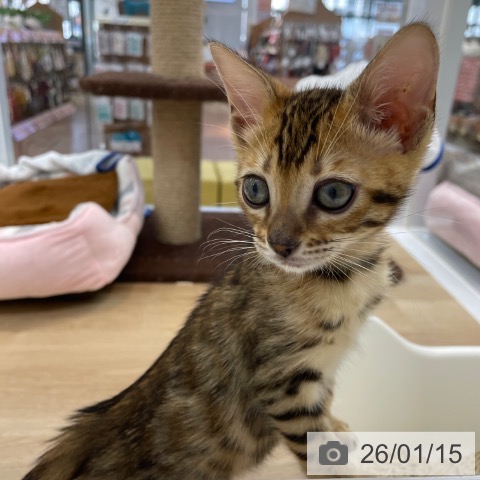神奈川県のベンガル (ペットプラス 相模原並木店/2025年11月5日生まれ/女の子/ブラウンスポットタビー)の子猫の4枚目の画像