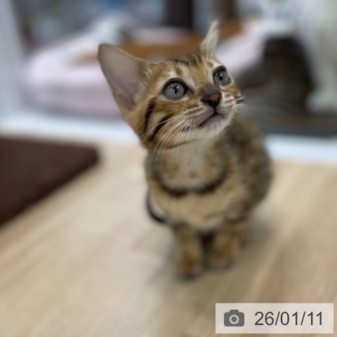神奈川県のベンガル (ペットプラス 相模原並木店/2025年11月5日生まれ/女の子/ブラウンスポットタビー)の子猫の3枚目の画像