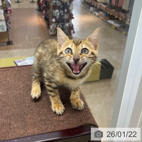 神奈川県のベンガル (ペットプラス 相模原並木店/2025年11月5日生まれ/女の子/ブラウンスポットタビー)の子猫の4枚目の画像