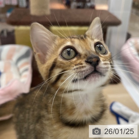 神奈川県のベンガル (ペットプラス 相模原並木店/2025年11月5日生まれ/女の子/ブラウンスポットタビー)の子猫の3枚目の画像