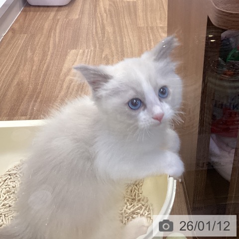 神奈川県のラグドール (ペッツワン 横須賀久里浜店/2025年11月5日生まれ/女の子/ブルーポイントバイカラー)の子猫の3枚目の画像