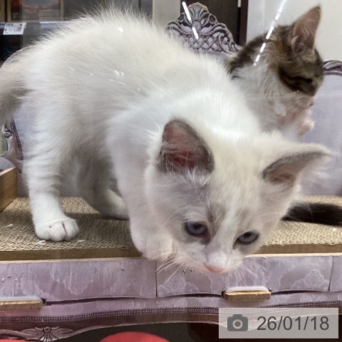 神奈川県のラグドール (ペッツワン 横須賀久里浜店/2025年11月5日生まれ/女の子/ブルーポイントバイカラー)の子猫の4枚目の画像