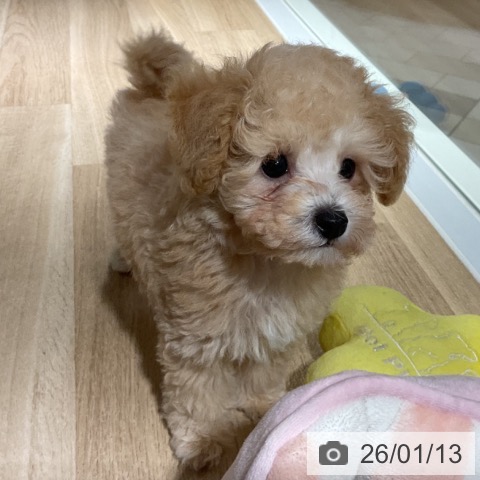 神奈川県のトイプードル(トイ) (ペットプラス 湘南平塚店/2025年11月8日生まれ/男の子/アプリコット)の子犬の4枚目の画像