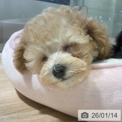 神奈川県のトイプードル(トイ) (ペットプラス 湘南平塚店/2025年11月8日生まれ/男の子/アプリコット)の子犬の3枚目の画像