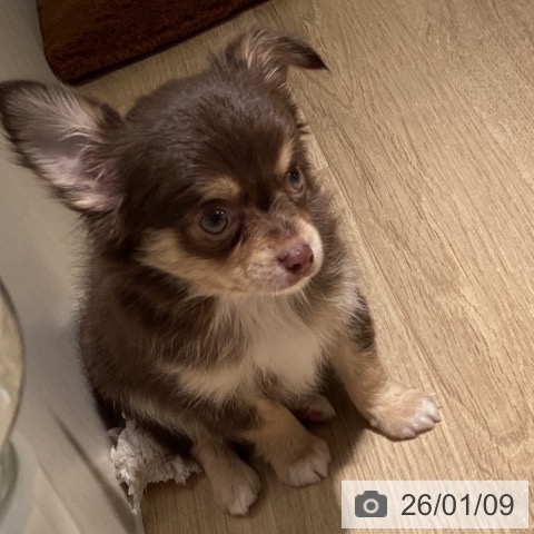 埼玉県のチワワ(ロング) (ペットプラス イオンモール春日部店/2025年11月8日生まれ/男の子/チョコレートタンホワイト)の子犬の4枚目の画像