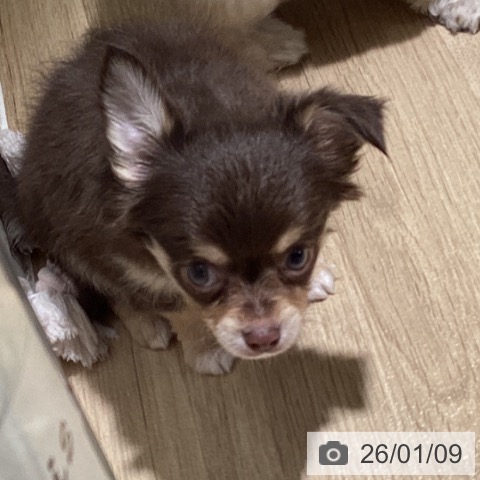 埼玉県のチワワ(ロング) (ペットプラス イオンモール春日部店/2025年11月8日生まれ/男の子/チョコレートタンホワイト)の子犬の3枚目の画像