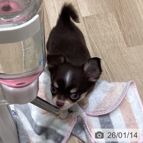 岩手県のチワワ(ロング) (ペットプラス 盛岡南店/2025年11月8日生まれ/男の子/チョコレートタンホワイト)の子犬の4枚目の画像