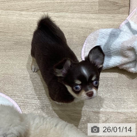 岩手県のチワワ(ロング) (ペットプラス 盛岡南店/2025年11月8日生まれ/男の子/チョコレートタンホワイト)の子犬の3枚目の画像