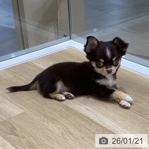 岩手県のチワワ(ロング) (ペットプラス 盛岡南店/2025年11月8日生まれ/男の子/チョコレートタンホワイト)の子犬の3枚目の画像