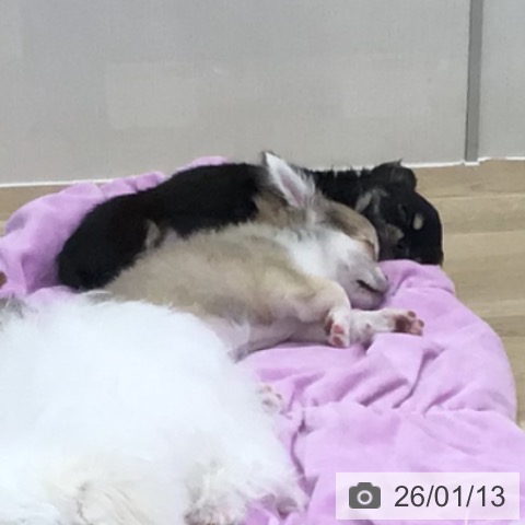 福島県のチワワ(ロング) (ペットプラス 福島店/2025年11月9日生まれ/男の子/ブラックタンホワイト)の子犬の4枚目の画像