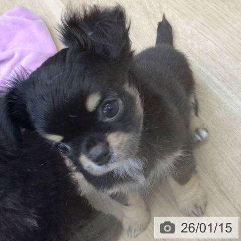 福島県のチワワ(ロング) (ペットプラス 福島店/2025年11月9日生まれ/男の子/ブラックタンホワイト)の子犬の3枚目の画像