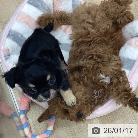 福島県のチワワ(ロング) (ペットプラス 福島店/2025年11月9日生まれ/男の子/ブラックタンホワイト)の子犬の4枚目の画像