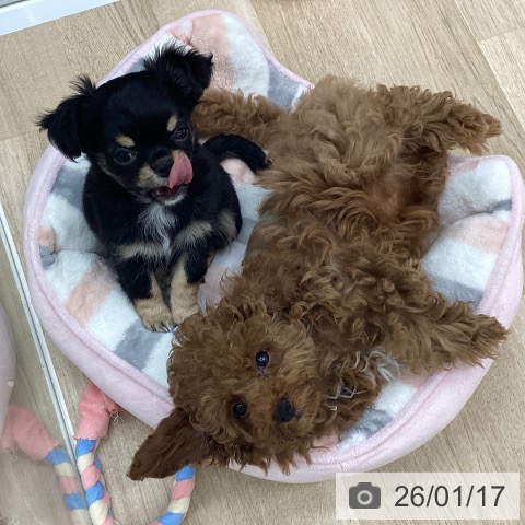 福島県のチワワ(ロング) (ペットプラス 福島店/2025年11月9日生まれ/男の子/ブラックタンホワイト)の子犬の3枚目の画像