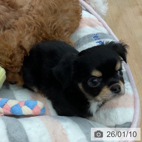 千葉県のチワワ(ロング) (ペットプラス 成田店/2025年11月9日生まれ/女の子/ブラックタンホワイト)の子犬の3枚目の画像