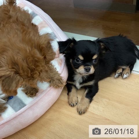 千葉県のチワワ(ロング) (ペットプラス 成田店/2025年11月9日生まれ/女の子/ブラックタンホワイト)の子犬の3枚目の画像