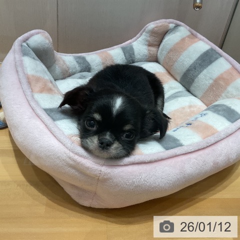 埼玉県のチワワ(ロング) (ペットプラス 与野店/2025年11月9日生まれ/女の子/ブラックタンホワイト)の子犬の4枚目の画像