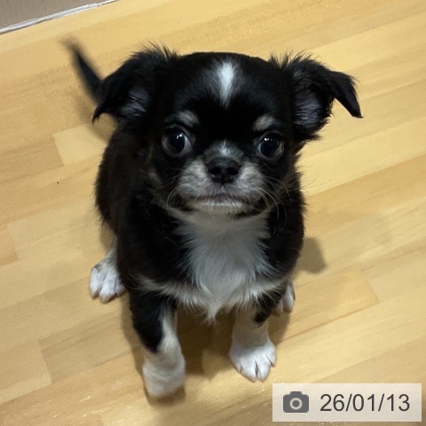 埼玉県のチワワ(ロング) (ペットプラス 与野店/2025年11月9日生まれ/女の子/ブラックタンホワイト)の子犬の3枚目の画像