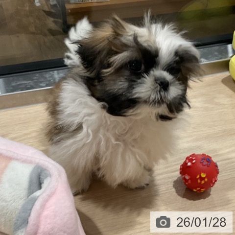埼玉県のシーズー (ペットプラス コクーンシティ店/2025年10月26日生まれ/男の子/ホワイトゴールド)の子犬の4枚目の画像