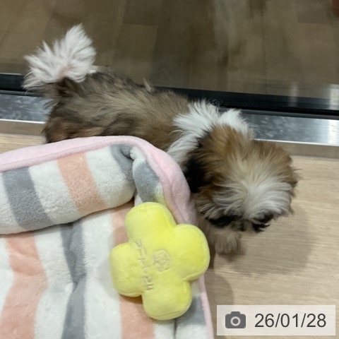 埼玉県のシーズー (ペットプラス コクーンシティ店/2025年10月26日生まれ/男の子/ホワイトゴールド)の子犬の3枚目の画像