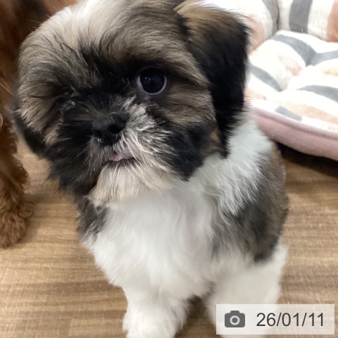 千葉県のシーズー (ペットプラス ユーカリが丘店/2025年11月8日生まれ/男の子/ホワイトゴールド)の子犬の4枚目の画像