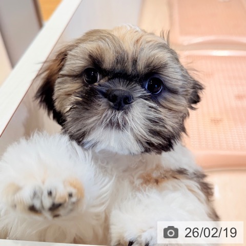 千葉県のシーズー (ペットプラス ユーカリが丘店/2025年11月8日生まれ/男の子/ホワイトゴールド)の子犬の4枚目の画像