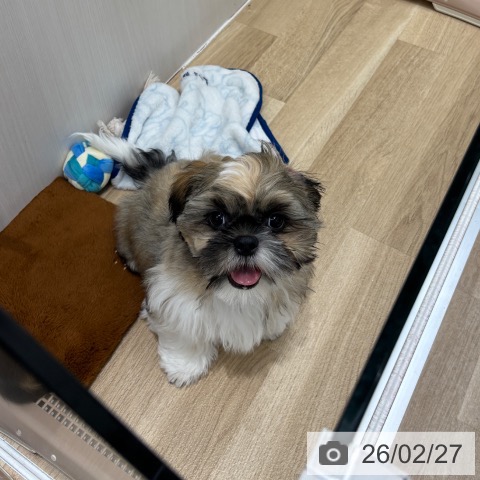 千葉県のシーズー (ペットプラス 木更津店/2025年11月8日生まれ/男の子/ホワイトゴールド)の子犬の4枚目の画像