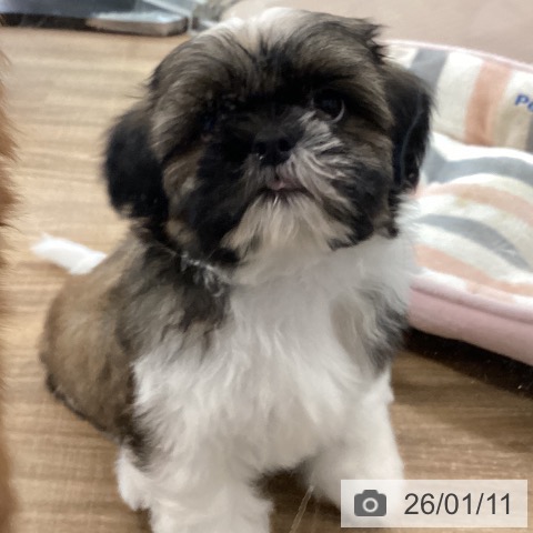 千葉県のシーズー (ペットプラス ユーカリが丘店/2025年11月8日生まれ/男の子/ホワイトゴールド)の子犬の3枚目の画像