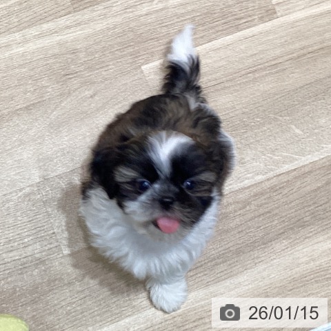 宮城県のシーズー (ペットプラス 仙台泉大沢店/2025年11月8日生まれ/男の子/ホワイトゴールド)の子犬の4枚目の画像