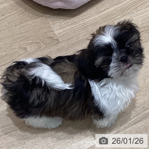 宮城県のシーズー (ペットプラス 仙台泉大沢店/2025年11月8日生まれ/男の子/ホワイトゴールド)の子犬の4枚目の画像