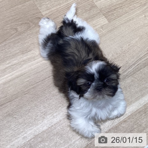 宮城県のシーズー (ペットプラス 仙台泉大沢店/2025年11月8日生まれ/男の子/ホワイトゴールド)の子犬の3枚目の画像