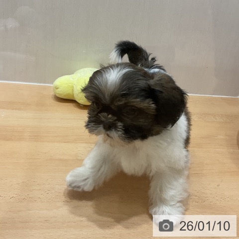 千葉県のシーズー (ペットプラス 成田店/2025年11月8日生まれ/男の子/ホワイトゴールド)の子犬の4枚目の画像